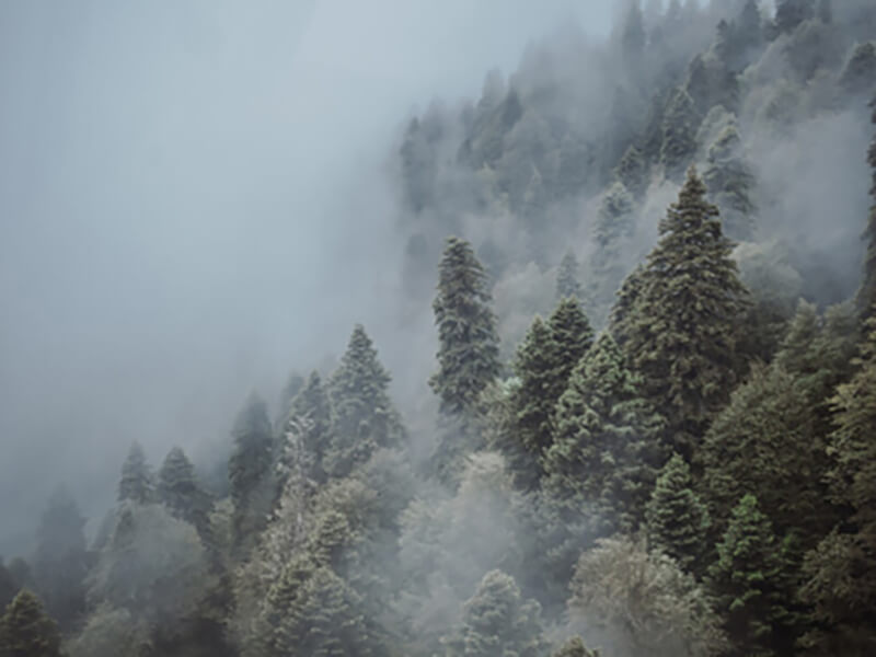 Лес погруженный в туман
